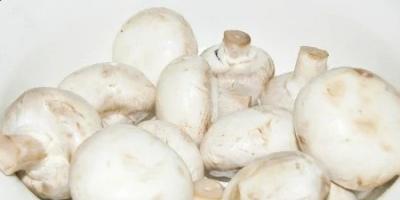 Freezing champignons in a home refrigerator: the best ways Preparing champignons for the winter by freezing