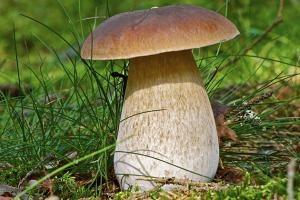 Porcini mushrooms: recipes What can be done with porcini mushrooms