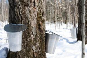 How is Maple Syrup Made?